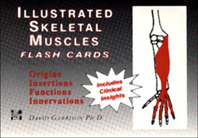 Illustrated Skeletal Muscle Flash Cards 