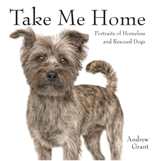 Take Me Home! Rescue Dogs