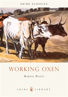 Working Oxen 