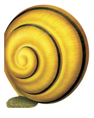 Little Snail Mini Creatures