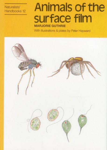 Animals of the surface film 