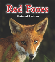 Red Foxes Nocturnal Predators