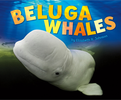 Beluga Whales 