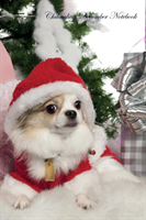 Chihuahua December Notebook Chihuahua Record, Log, Diary, Special Memories, to Do List, Academic 
