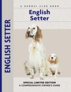 English Setter 
