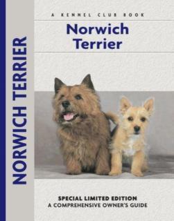 Norwich Terrier 