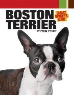 Boston Terrier 