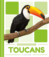Toucans 