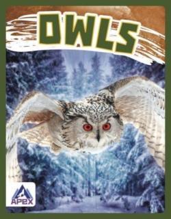 Owls 