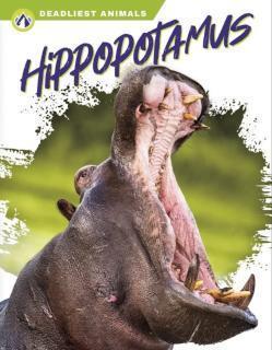 Hippopotamus 