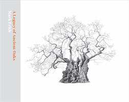 Legacy of Ancient Oaks 