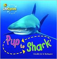 Lifecycles: Pup to Shark 