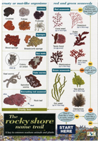 Rocky Shore Name Trail Chart 
