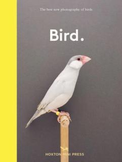 Bird. The best new photography of birds
