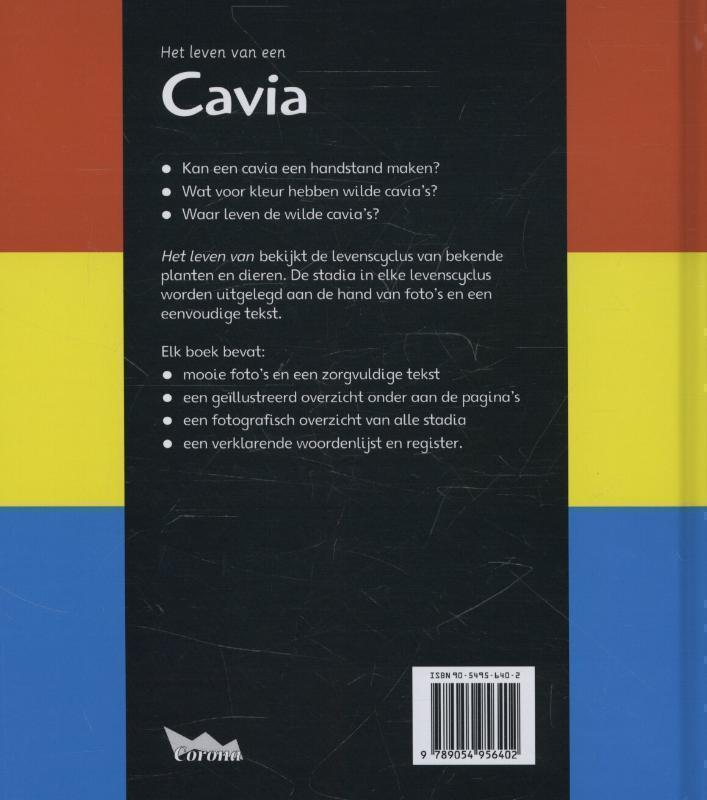 Cavia 