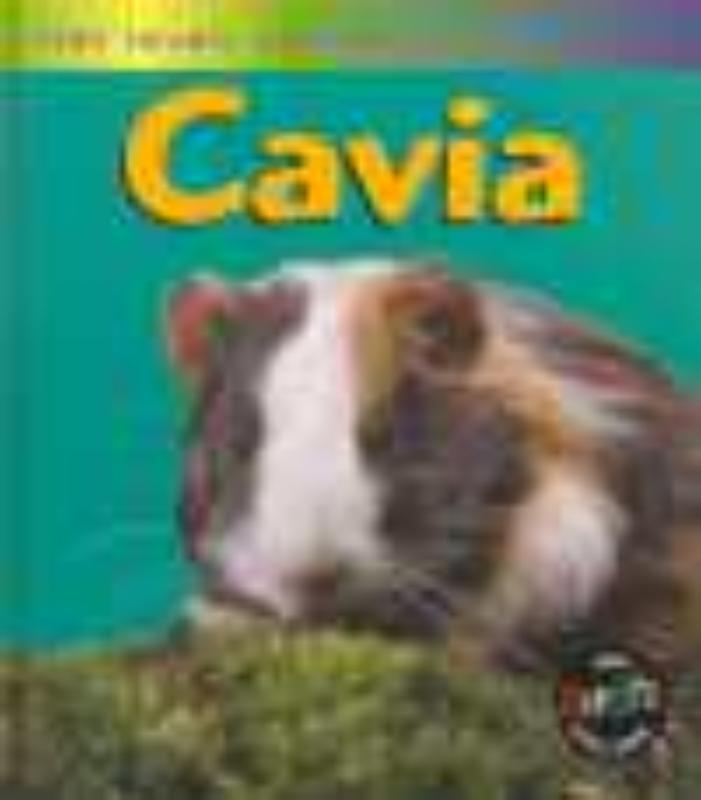 Cavia 