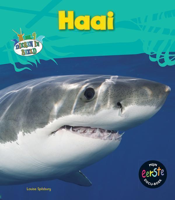 Haai 