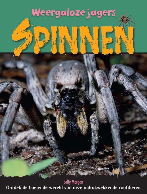Spinnen 