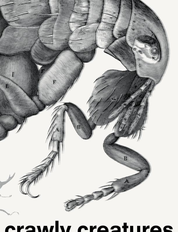 Crawly Creatures Depiction and appreciation of insects and other critters in art and science